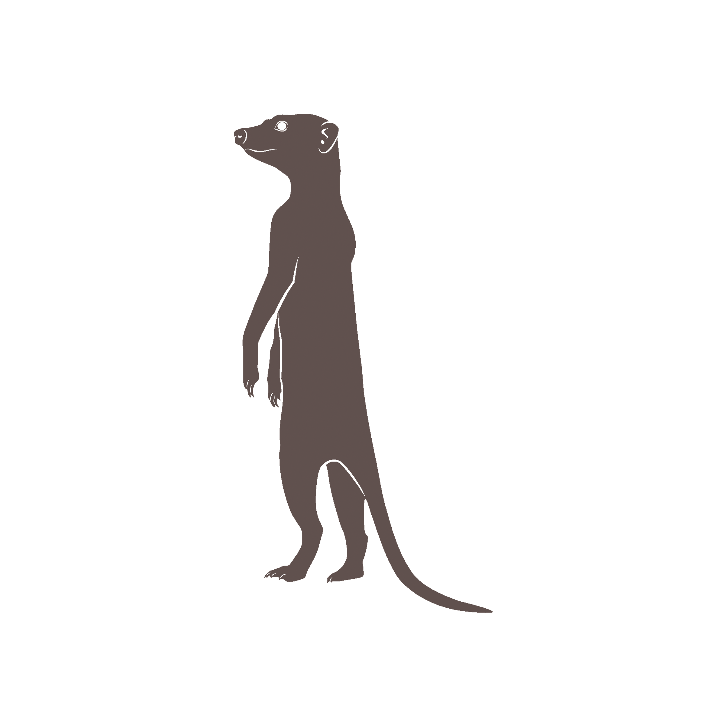 The Meerkat